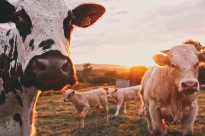 Ptačí chřipka u krav (Foto: Stijn te Strake/Unsplash) Ptačí chřipka u krav (Foto: Stijn te Strake/Unsplash)